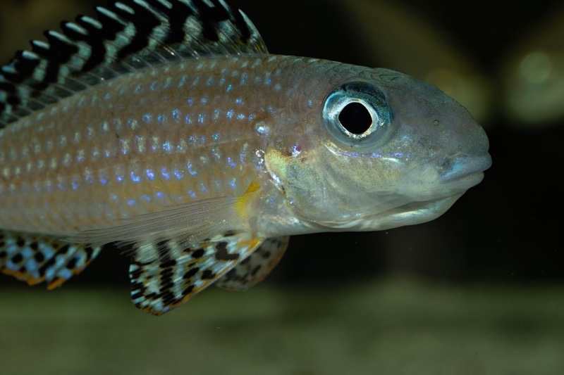 Xenotilapia papilio 'Tembwe Deux'